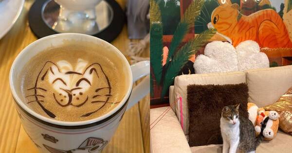 La Nación / Coffee Cat: emprendimiento para ayudar a los gatos en Asunción