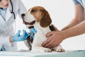 Vacuna a tu mascota este viernes 7 de julio por AutoCAN | Lambaré Informativo