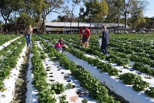 En las vacaciones de invierno, cosechá frutillas en Areguá - Viajes - ABC Color
