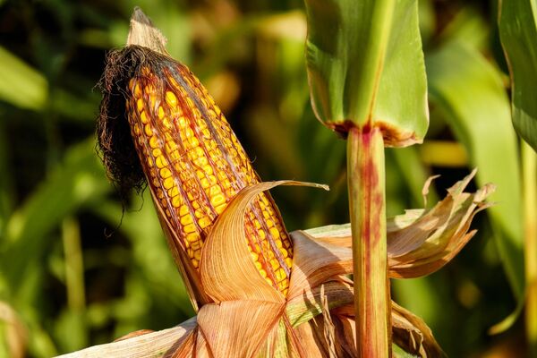 Fenómeno El Niño podría repercutir en la calidad del maíz, estima Capeco