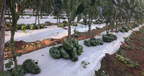 Familia de Eusebio Ayala obtiene buenos resultados de productos de finca