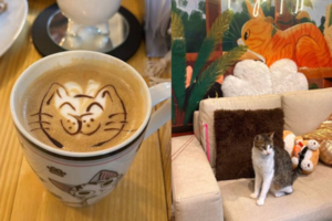 Asunción: Coffee Cat: emprendimiento para ayudar a los gatos.