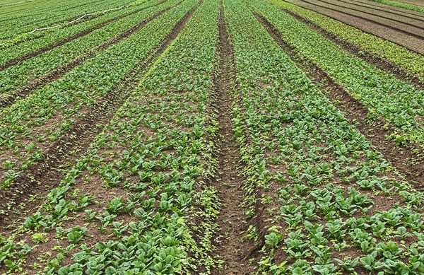 La producci贸n agr铆cola de Latinoam茅rica crecer谩 un 12% en la pr贸xima d茅cada, pero a un ritmo "m谩s lento" - Revista PLUS