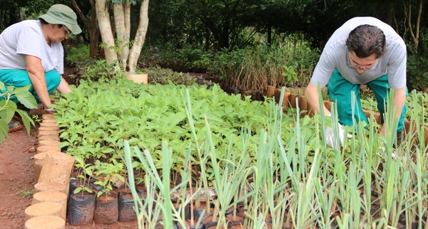 Huerto de ITAIPU produjo más de 41.000 plantines medicinales en el primer semestre de 2023