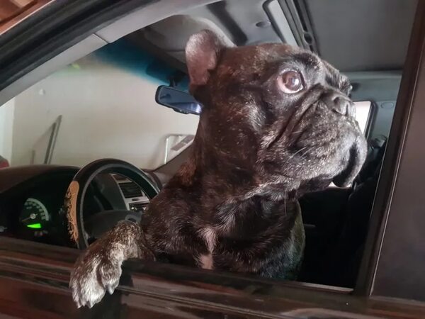 Vacuna gratis para mascotas: AutoCan será habilitado el viernes en el campus de la UNA - Nacionales - ABC Color