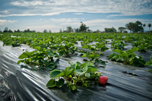 Productores inician cosecha de frutilla por octavo año consecutivo en San Pedro - .::RADIO NACIONAL::.