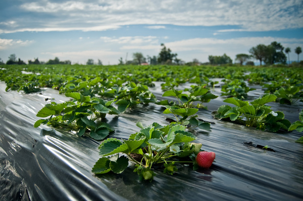 Productores inician cosecha de frutilla por octavo año consecutivo en San Pedro - .::RADIO NACIONAL::.