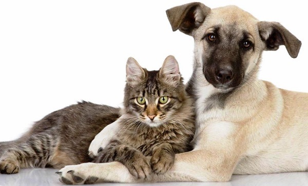 Anuncian vacunación gratuita para perros y gatos en San Lorenzo
