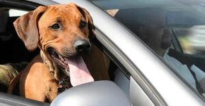 Protege a tu mascota de la rabia, Vacúnala en AutoCAN 2023