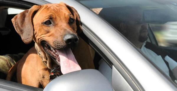 Protege a tu mascota de la rabia, Vacúnala en AutoCAN 2023