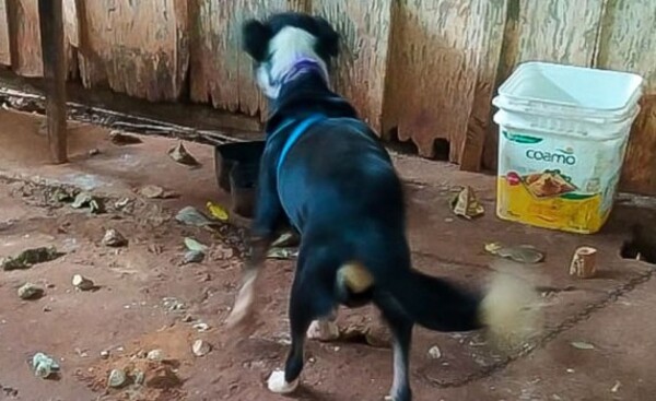 Maltrato animal: Rescatan perro en estado de abandono