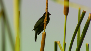 SNT Al Natural: Registros de biodiversidad - SNT