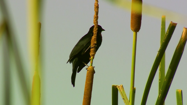 SNT Al Natural: Registros de biodiversidad - SNT