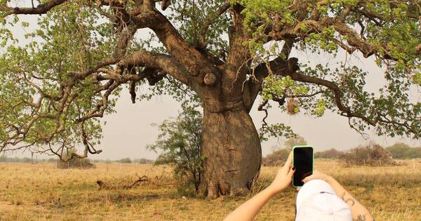 La Nación / Colosos de la Tierra: invitan a participar del concurso a la mejor fotografía de la naturaleza