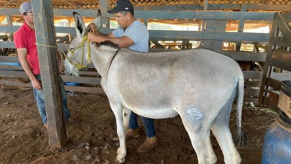 Ganadería en acción: Se estrena raza bovina Guzerat, retornan los jumentos y se esperan ventas prominentes en la Expo 2023