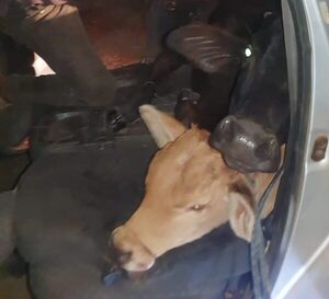 Policía detuvo a un vehículo que llevaba en el baúl a dos vacunos robados