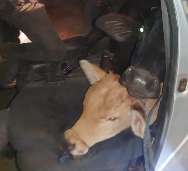 Policía detuvo a un vehículo que llevaba en el baúl a dos vacunos robados