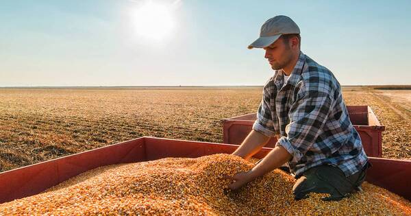 La Nación / Fenómeno El Niño haría daños a la calidad del maíz