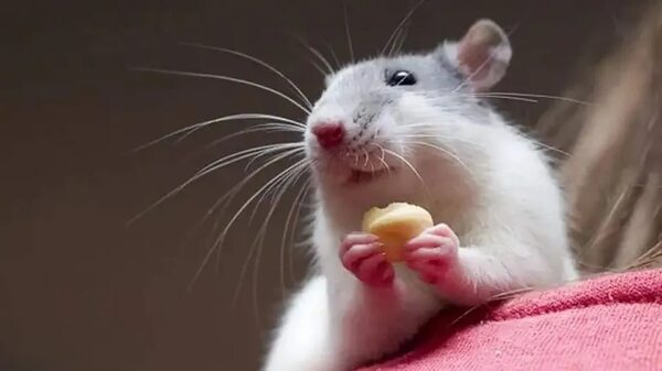 Ratas: aumenta su popularidad como mascotas de compañía - Mascotas - ABC Color