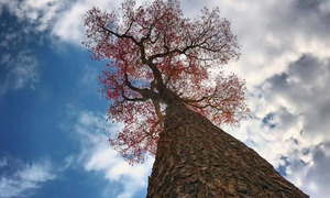 Colosos de la Tierra: invitan a participar del concurso a la mejor fotografía de la naturaleza - OviedoPress