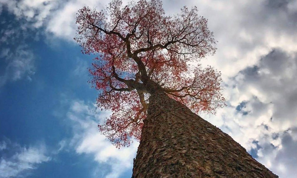 Colosos de la Tierra: invitan a participar del concurso a la mejor fotografía de la naturaleza - OviedoPress