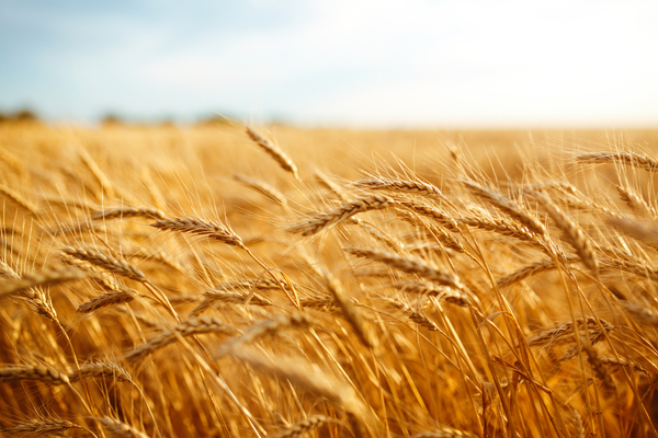 Frío y lluvias en el área agrícola del Cono Sur y escaso riesgo de heladas