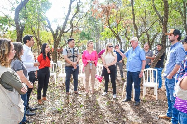 Proeza: plantaciones forestales impulsan el mercado y la sostenibilidad ambiental - El Independiente