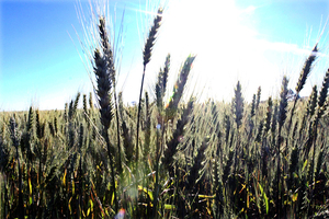 La producci贸n agr铆cola paraguaya podr铆a beneficiarse si fen贸meno 芦El Ni帽o禄 llega de forma moderada - Revista PLUS