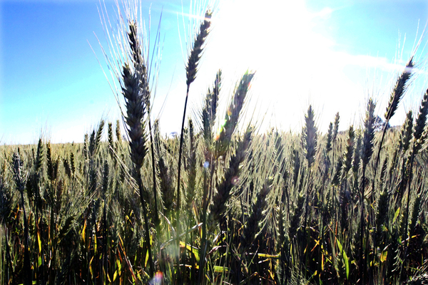La producci贸n agr铆cola paraguaya podr铆a beneficiarse si fen贸meno 芦El Ni帽o禄 llega de forma moderada - Revista PLUS
