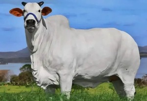 La vaca más cara del mundo está cotizada en 4,3 millones de dólares