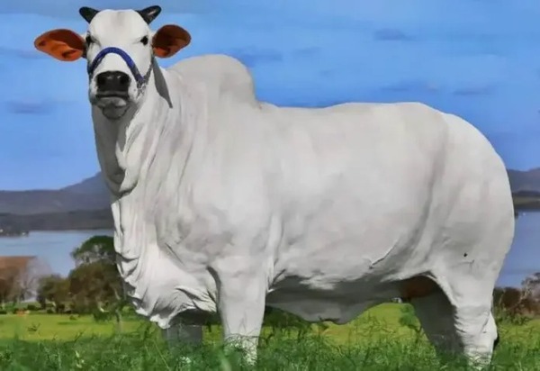 La vaca más cara del mundo está cotizada en 4,3 millones de dólares