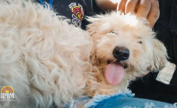 Preparan jornada de adopción de mascotas, este domingo