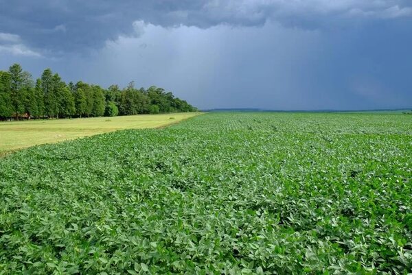 Fenómeno el Niño: Hasta el momento, las expectativas para el sector agropecuario son buenas, señalan - Nacionales - ABC Color