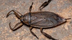 Chinches acuáticas en Asunción: Recomendaciones para evitar mordeduras