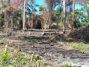 Presuntos sintierras ocupan y deforestan una propiedad de 4.000 hectáreas en Carayaó - Nacionales - ABC Color