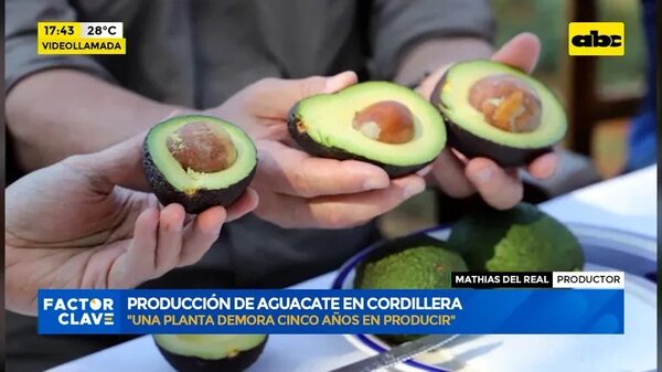 Video: Producción de aguacate en Cordillera - Factor Clave - ABC Color