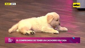 Video: El compromiso de tener un cachorro en casa - Ensiestados - ABC Color