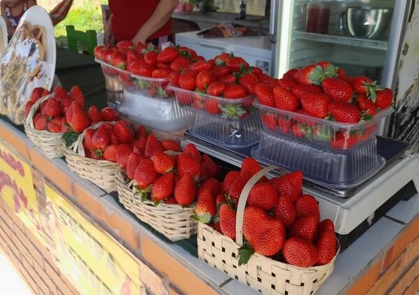 Expo Frutilla de Ypacaraí atrae a los turistas - Viajes - ABC Color