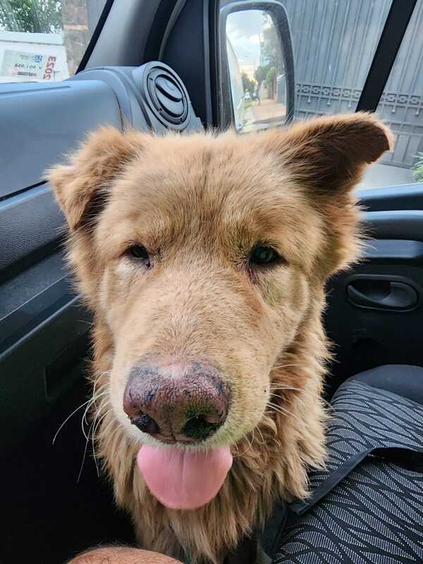 Rescatan a perro luego de tres días atrapado en un alcantarillado en Capiatá - trece