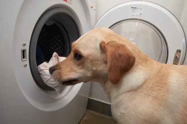 De esta manera podemos lograr que nuestro perro nos ayude en las tareas domésticas - Mascotas - ABC Color