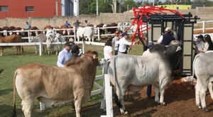 Diario HOY | La Expo comienza hoy con variadas opciones comerciales, laborales y artísticas