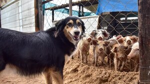 FUNCIONARIOS CREAN UN REFUGIO DE ANIMALES EN COSTANERA ASUNCENA