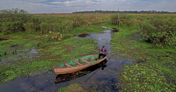 La Nación / Mocito Isla: un santuario natural enclavado en los humedales del Ypoá - OJO Galería
