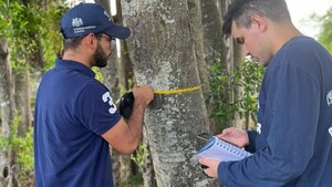 Colosos de la Tierra: Quedan 3 días para postular a los árboles más grandes del país