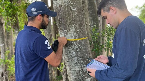 Colosos de la Tierra: Quedan 3 días para postular a los árboles más grandes del país