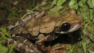 Descubren una nueva especie de rana en Perú