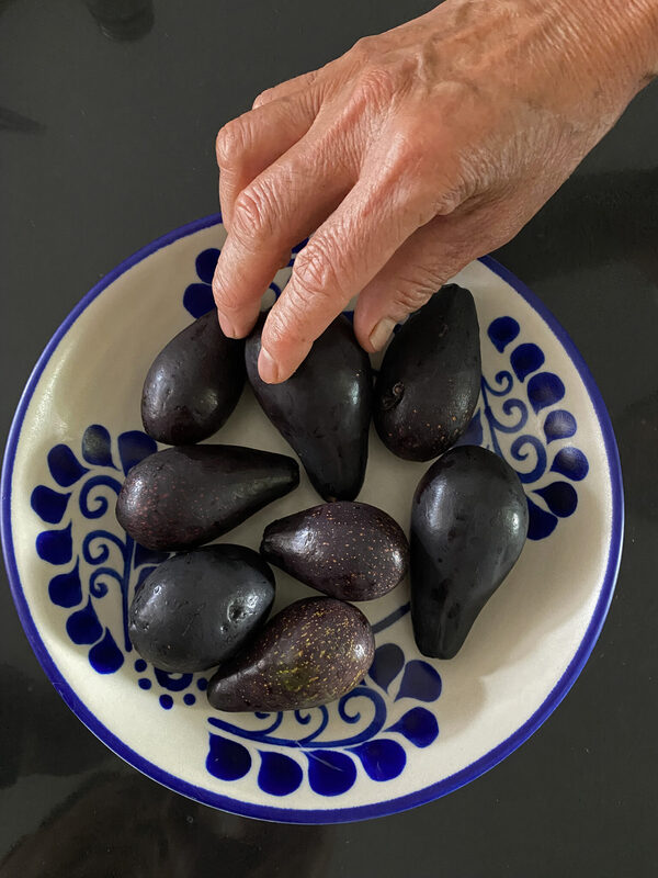 México identifica aguacates criollos con potencial de exportación y mejores que el Hass - MarketData