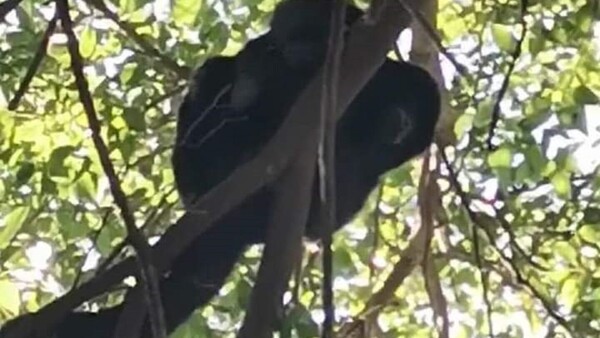 Monos sueltos en Asunción: Comuna califica de “fenómeno natural” y pide no provocarlos