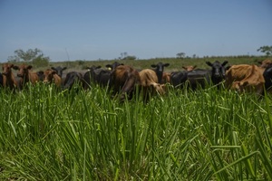 Minerva y Granusa realizan charla sobre pasturas: “La diferencia entre mirar y ver tu pastura”