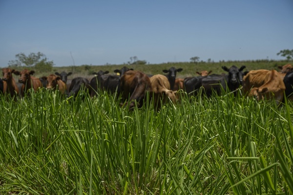 Minerva y Granusa realizan charla sobre pasturas: “La diferencia entre mirar y ver tu pastura”